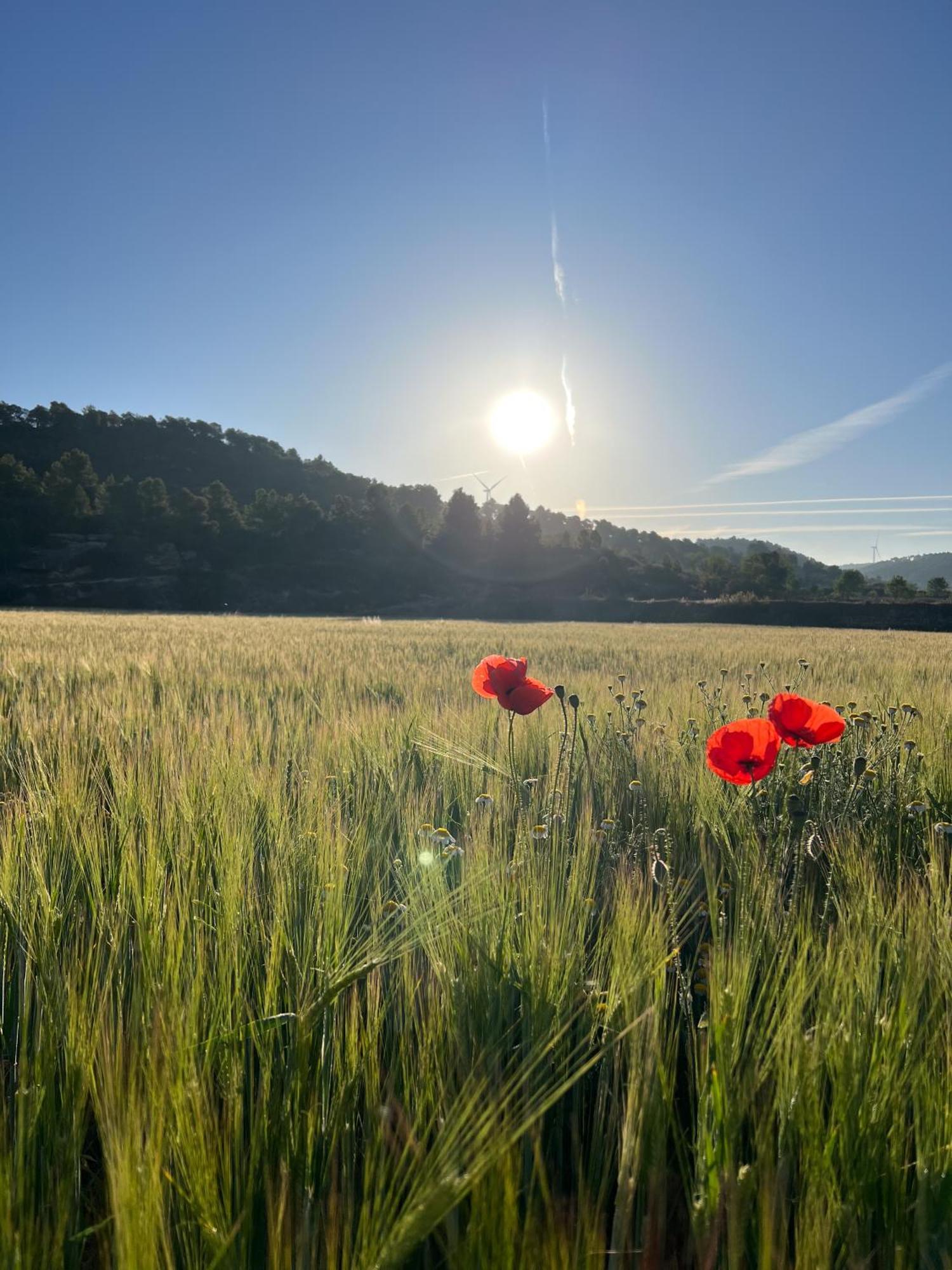 Serra De Martines Batea Zewnętrze zdjęcie